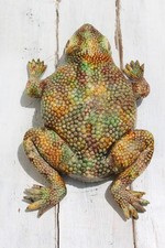 19th Century Life-Size Majolica Palissy Toad Figure, Portuguese
