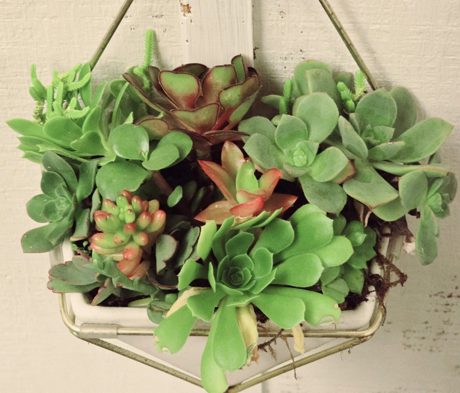 Assorted Varieties Live Succulent Cuttings Garden Starter Plants