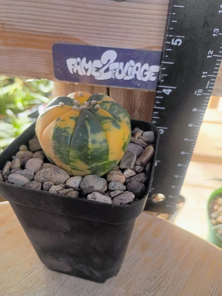 Astrophytum Asterias Variegated Cactus - Image 2 of 2