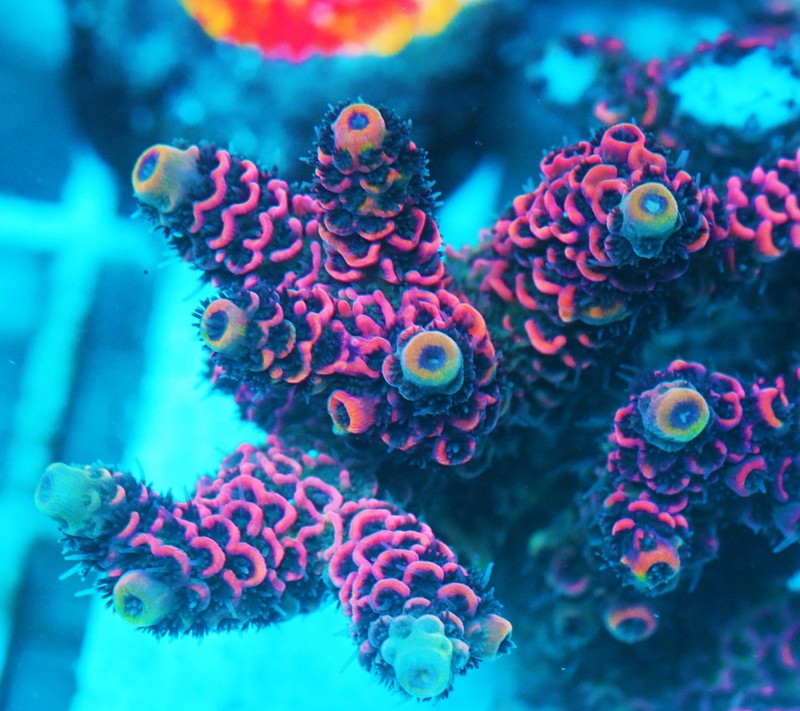 WWC Snow Dragon Acropora Frag Zoanthids Zoa Paly SPS LPS Corals, WYSIWYG