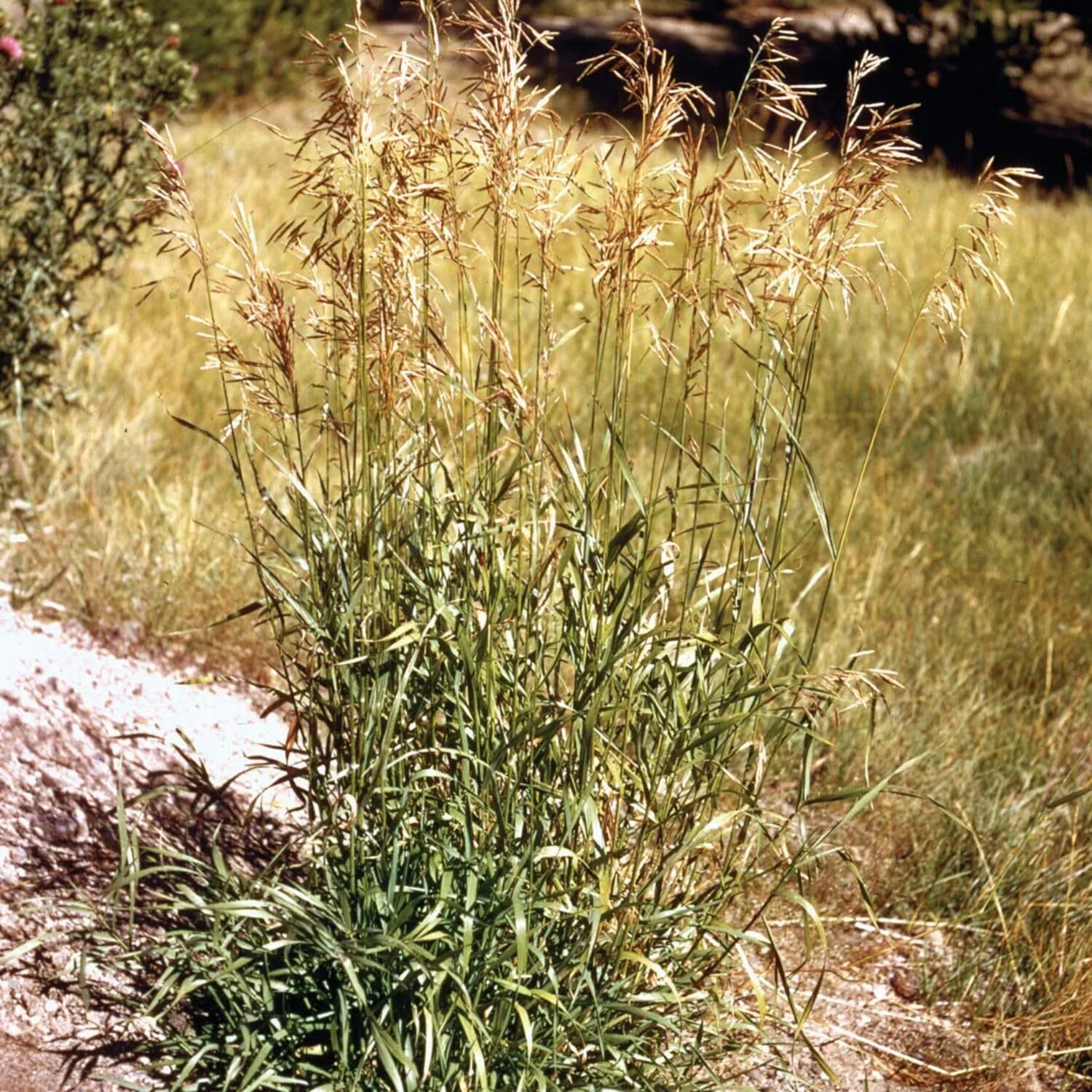 7000 Seeds Smooth bromegrass Seeds Smooth Brome Grass Seed for