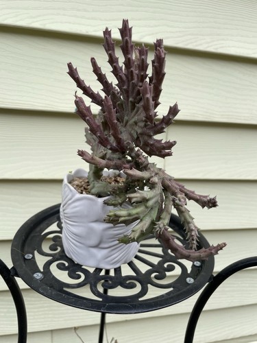 Crested Orbea Variegated stapelia Starfish-flower Shipped With Bare Rooted - Picture 12 of 18