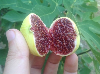 X3 GENTILE BIANCO  FIG TREE CUTTIGS FICUS CARICA