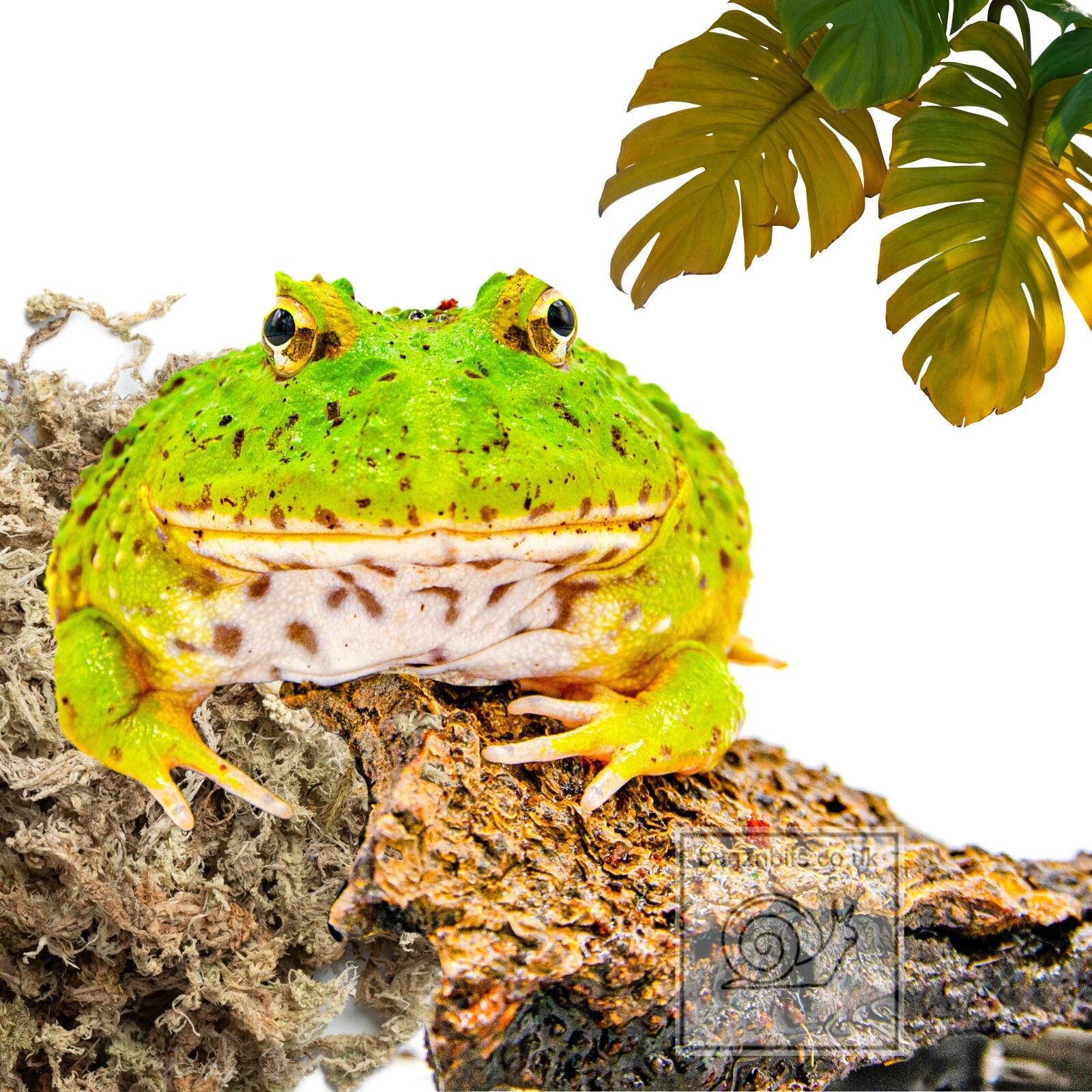 Sphagnum Moss, New Zealand Dry block, 2L Orchid, Snails, Reptile