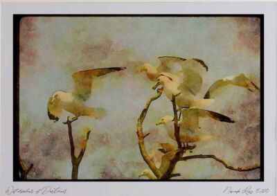 008174 Ring Billed Möwen Aquarell Bild limitierte Auflage A4