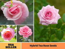 30 Seeds Pink Hybrid Tea Rose Perennial Flower Seeds  1062