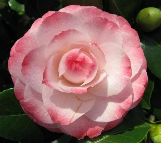 *GRACE ALBRITTON*Bicolor Bloom**Camellia Japonica-Live Starter Plant -USA SELLER