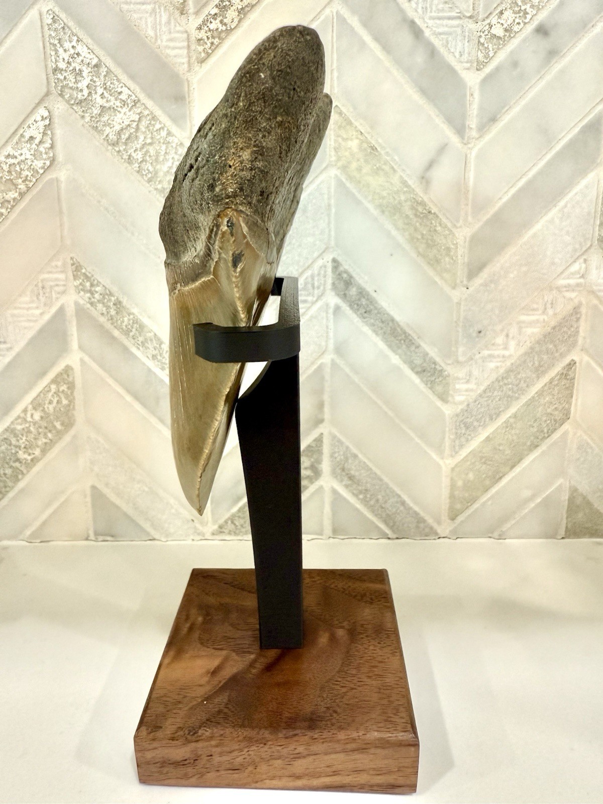 Megalodon Tooth Display Stand - Large 3-1/4 inch  