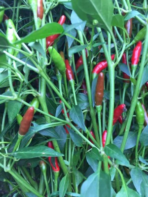 Bird's Eye Chili 'Phrik khi nu' 20 Samen
