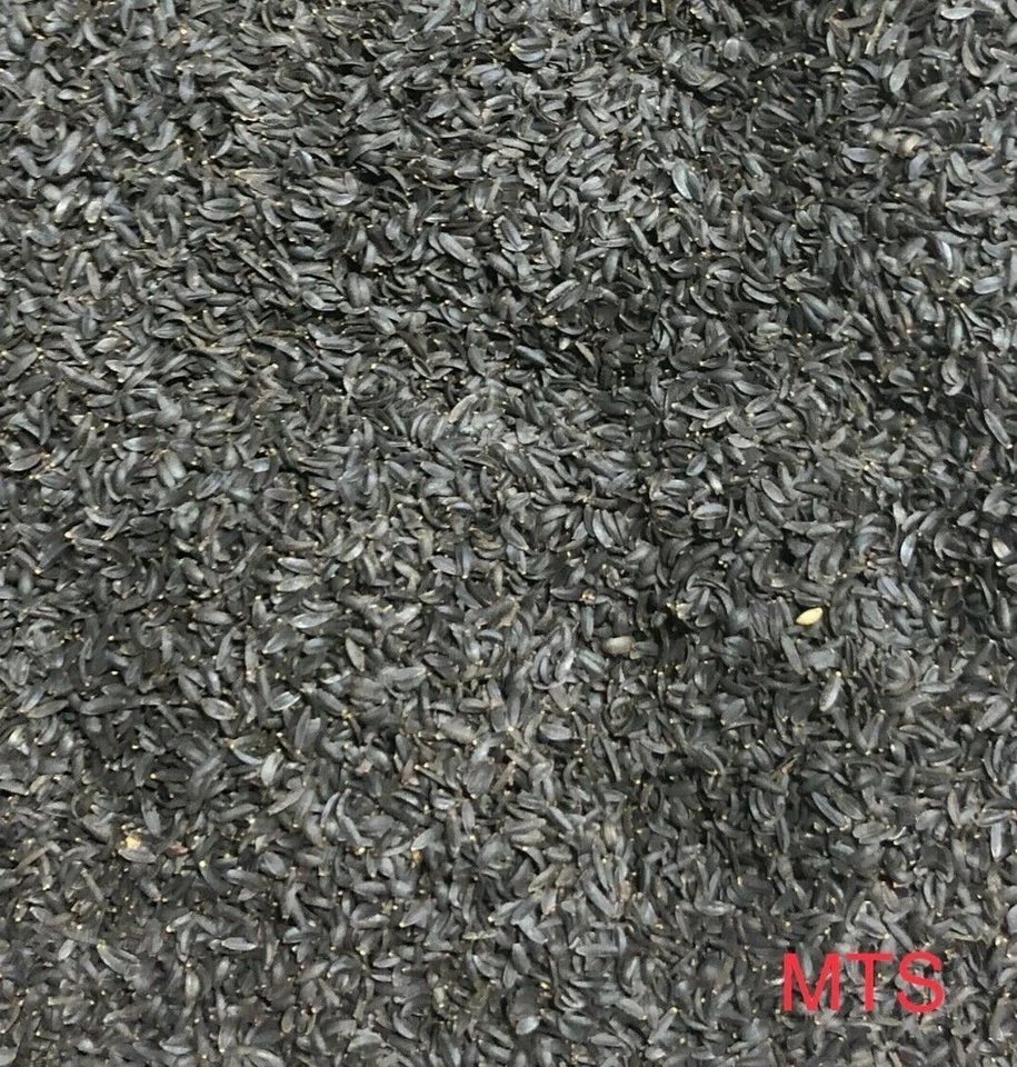 Lance-Leaf Coreopsis SUNBURST FLOR SILVESTRE PERENNE TICKSEED ¡100 semillas sin OGM! Foto 4 de 4