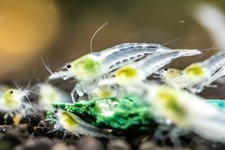 Snow Ball Shrimp - Freshwater Neocaridina Aquarium Shrimp. Live Guarantee