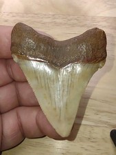 Real Rare Fossil Chubutensis Shark Tooth Sharks Teeth Meg Great W Fossils NC AU