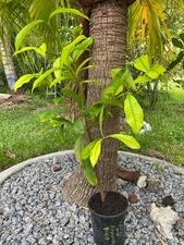 GARCINIA INTERMEDIA (AKA LEMON DROP MANGOSTEEN/MONKEY FRUIT)SEEDLING