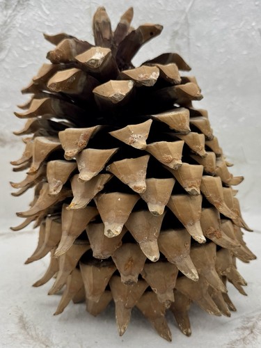 Giant Coulter Pine Cone California Widow Maker Natural Hooked Tips 9.5”X7.5” - Picture 4 of 11