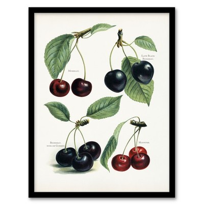 John Wright gerahmtes Wandbild Vintage Illustration von Kirschsorten Wohndeko
