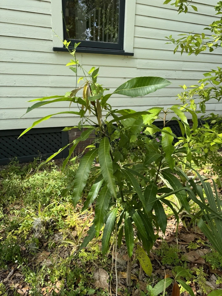super alphonso mango tree Self Pollinated - Image 4 of 4