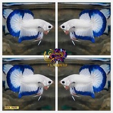 Live Betta Fish High Quality - Good Form - MALE Blue Marble Dragon-USA Seller