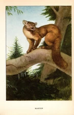 1926 Vintage ANIMALS "Marten" Full COLOR Art Plate Lithograph print