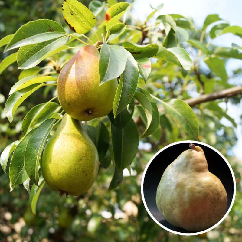 Poirier ancien Marguerite Marillat Pyrus communis arbre fruitier rustique de jardin