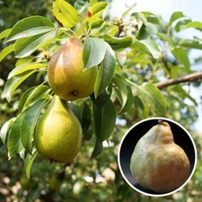 Poirier ancien 'Marguerite Marillat' - Pyrus communis à très grosses poires