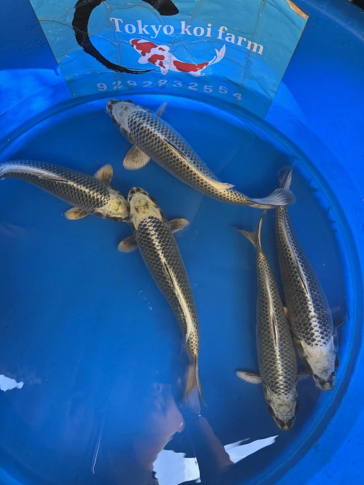 Jumbo mix  tosai  Japanese Koi Atlanta - Image 2 of 4