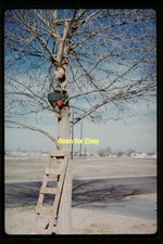Someone w/ Cowboy Boots Climbing a Tree in 1962, Kodachrome Slide aa 14-15a