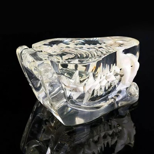 Hundezähne Modell Zahn transparent anatomisch Tierarzt Hund Unterricht PVC - Bild 5 von 9