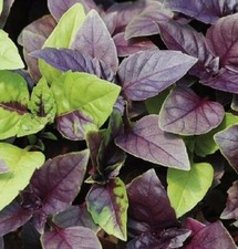Basil Dark Opal Great Garden Herb Heirloom By Seed Kingdom 6,000 Seeds