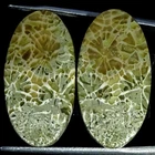 26.60Cts Natural Fossilized Coral Earrings Making Oval Cabochon Pair 13X26X4MM