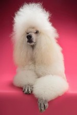 Fluffy White Standard Poodle Photo Art Print Poster 12x18