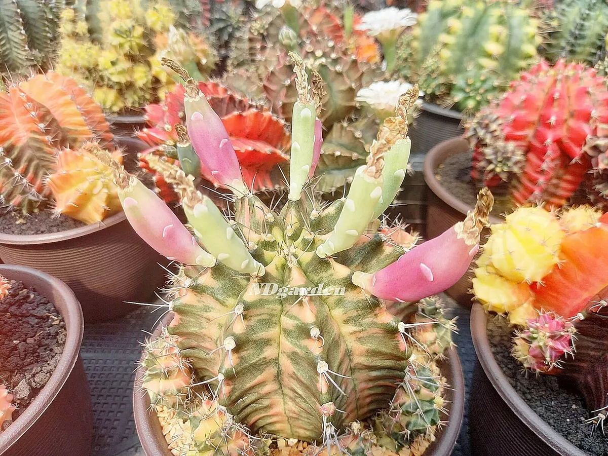 200 cactus hotsell