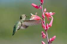 50 Texas Red Yucca Seeds   Attracts Hummingbirds   Drought Tolerant Perennial