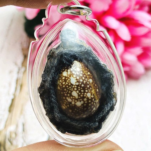 Holy Shell Magic Protection Change Future Good Pern WatBangPha Thai Amulet 18473 - Imagen 2 de 9