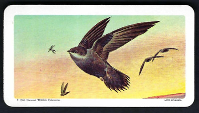 BROOKE BOND (CANADA) - CANADIAN / AMERICAN SONGBIRDS - #2 CHIMNEY SWIFT