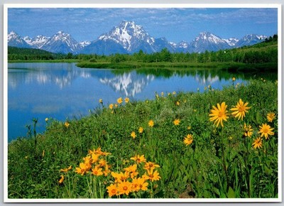 Grand Teton National Park Wildflowers Mt Moran Oxbow Bend Postcard John Wagner