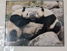 Panda Photo Signed Photographed by Chris Maher Original Type C Print Vintage