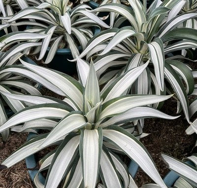 Agave desmetiana White variegated Rareagave succulent plants 13-20cm