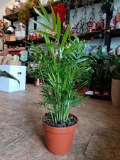 Chamaedorea elegans 'Parlour Palm' - 60 cm - Indoor Plant In 17 cm Pot 