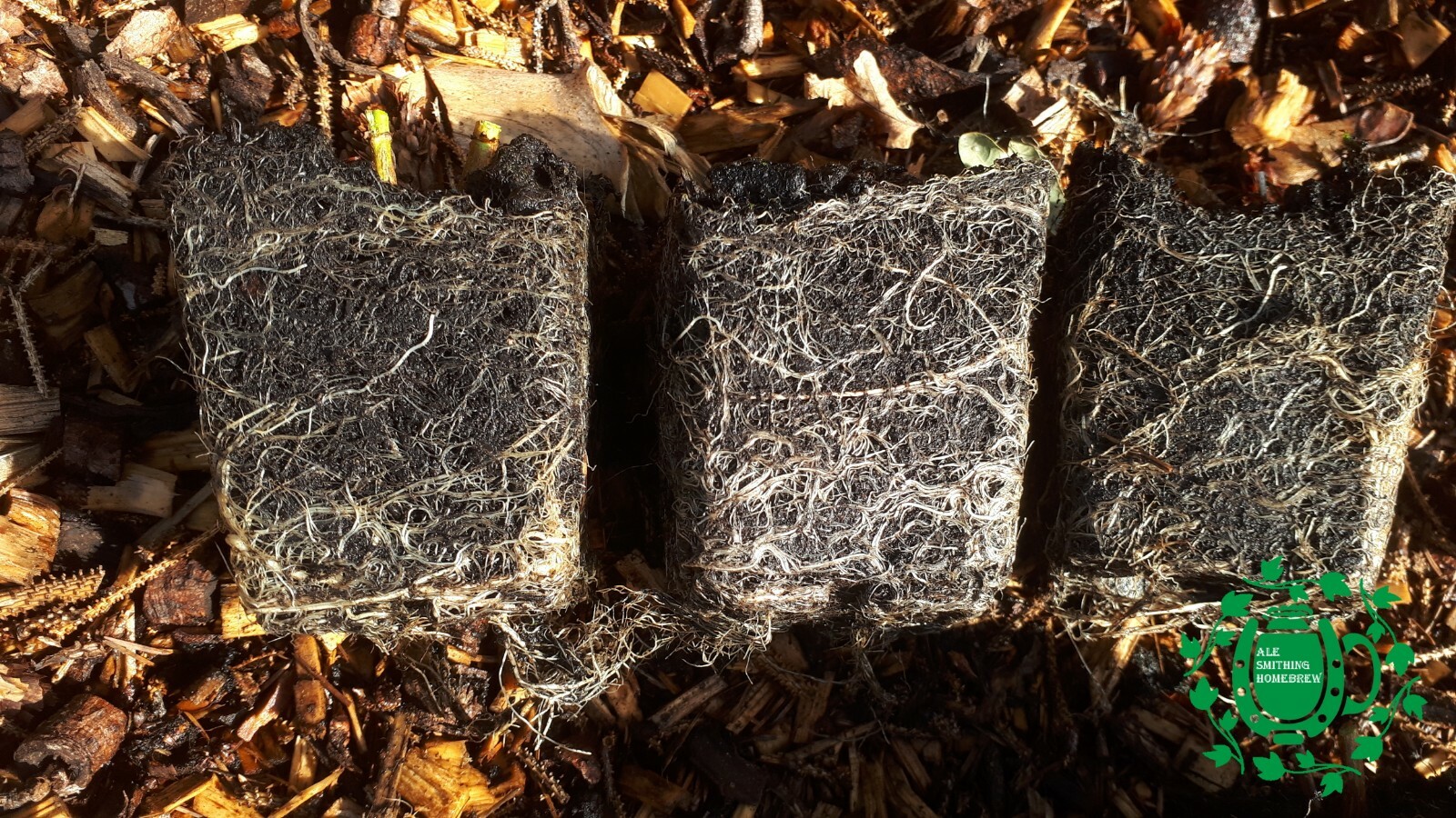 UK Hop Plant Packs incl Fuggles, Goldings Come in 9cm pots all