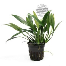 Anubias Congensis Mini  Aquarium Plants Factory 