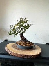AWESOME! Fantastic BLUSHING DRIFT Pre-Bonsai, 15 Years, Huge Trunk #822