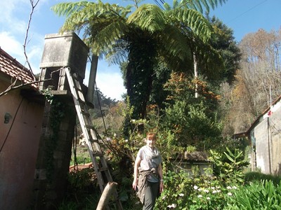 antarktischer Baumfarn Pflanze für den Gartenteich / Sumpfpflanzen Teichpflanzen