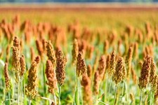 500 BROWNTOP MILLET Urochloa Ramosa Panicum Dixie Signal Ornamental Grass Seeds