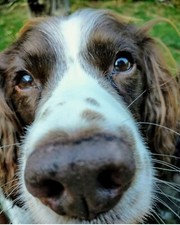 50% OFF 1 WEEK ONLY Dog Friendly Devon Bed & Breakfast  Devon B&B