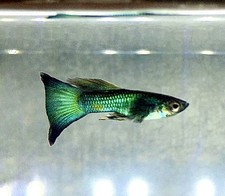 Winter Green Moscow Guppy, 2m/2f Live Arrival Guaranteed, UPS 2ND DAY AIR