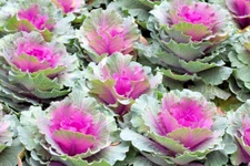 500 RED RUSSIAN KALE SEEDS | 2026 SALE FREE SHIPPING NON GMO HEIRLOOM