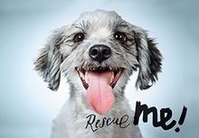 Rescue Me: Dog Adoption Portraits and Stories, from... | Buch | Zustand sehr gut