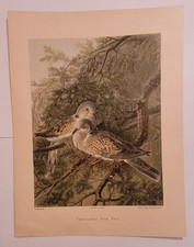 Lithographie Ad Müller " Turteltauben beim Nest "
