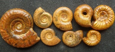 Fossilien Ammonit Jura Dogger Callovium Goldammonit Staffelberg selten