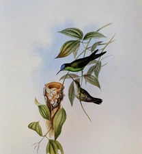 John Gould BRAZILIAN WOODS NYMPH Hummingbirds Vintage Art Print Bookplate 99